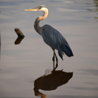 blue heron at the beach
